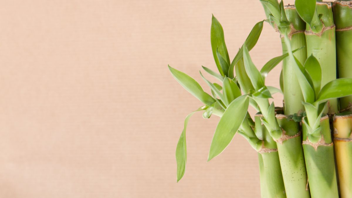 bambu planta buena fortuna