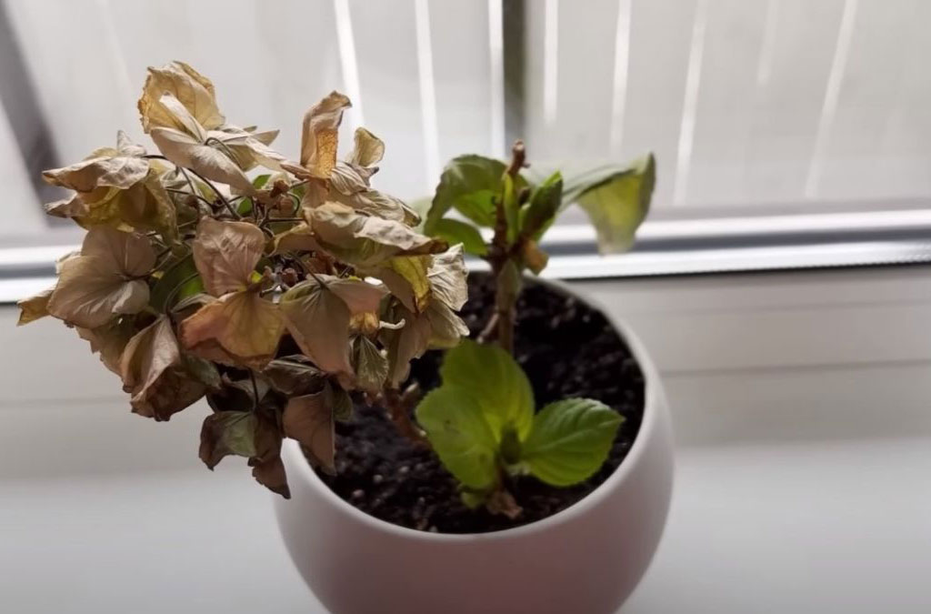 Elementos a Evitar en tu Dormitorio: Plantas Marchitas