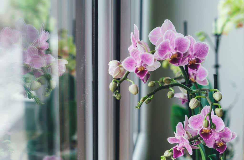 plantas en dormitorio feng shui