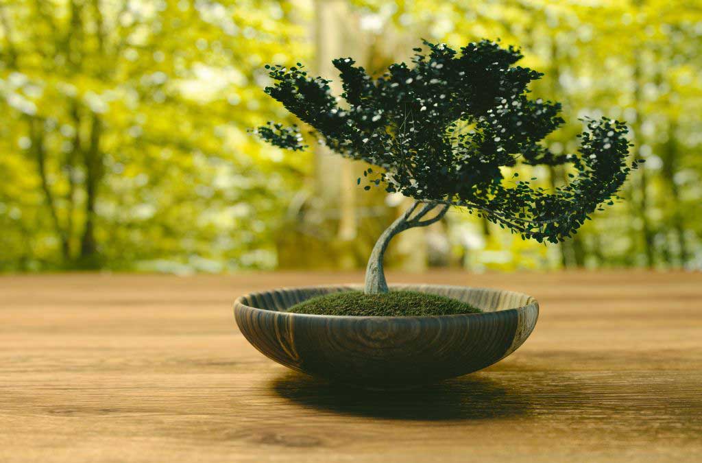 bonsai planta decorativa interior