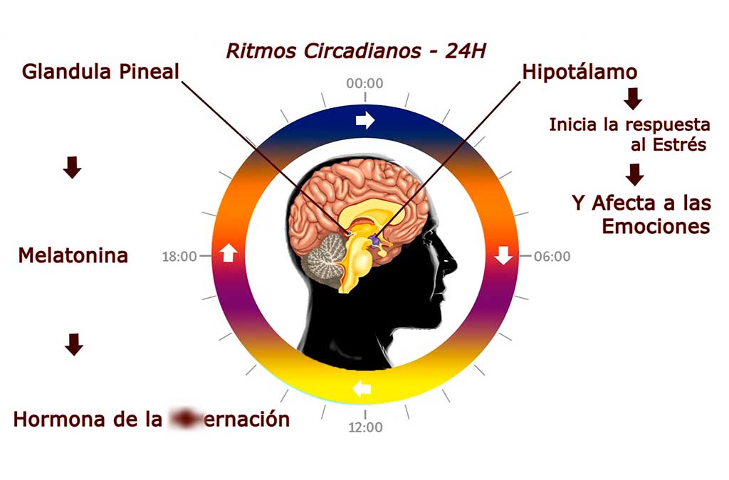 iluminación afecta ciclos circadianos