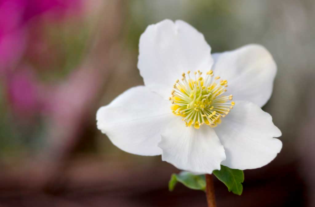 decoración con rosa de navidad