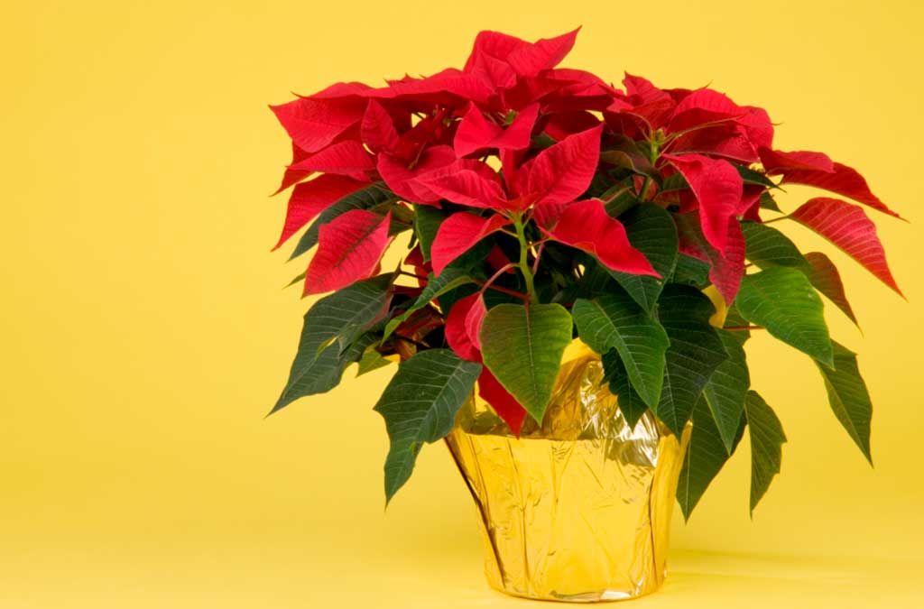 plantas típicas de navidad poinsettia