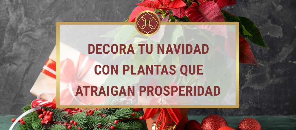 plantas típicas de navidad feng shui