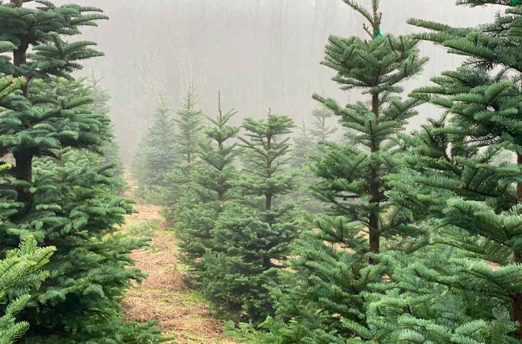 producción controlada de árbol navideño