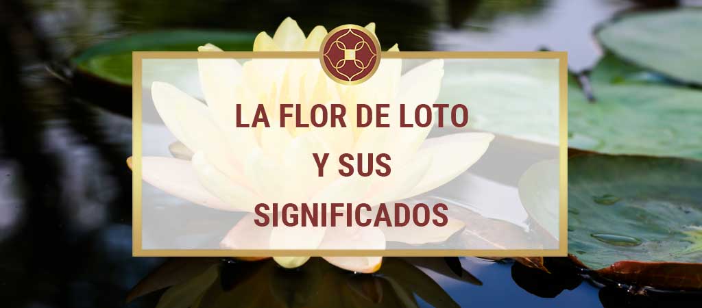 Cuáles son los significados de la Flor de loto? Las leyendas de la Flor de  loto