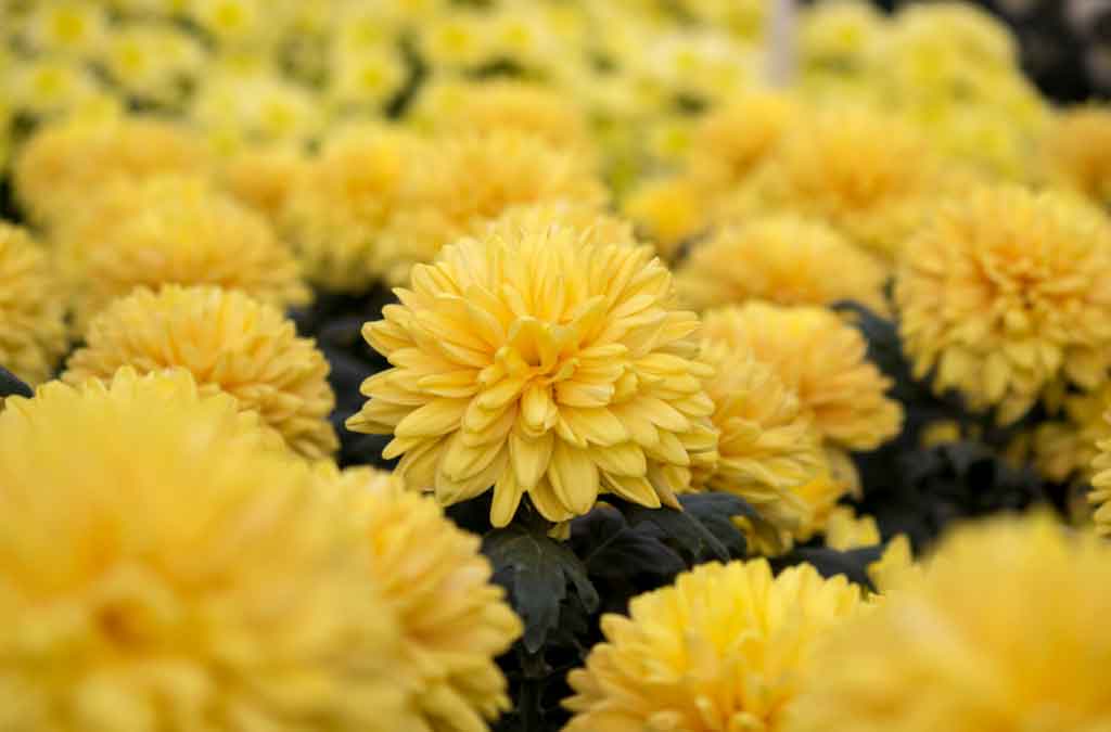 Flores naturales para decorar crisantemo amarillo