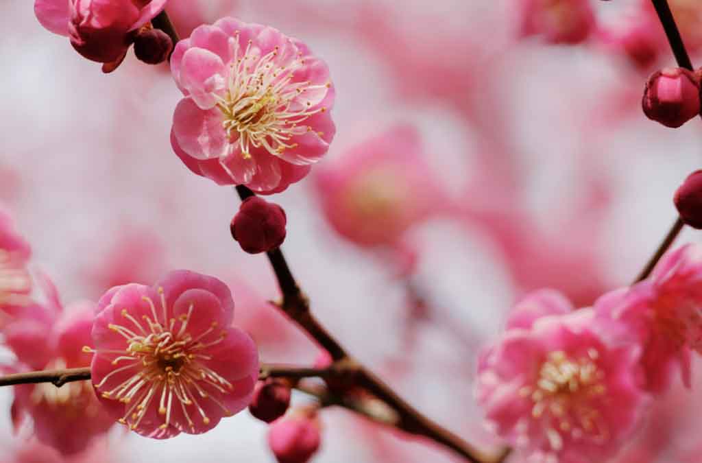 Ciruelo es una de las flores naturales para decorar 