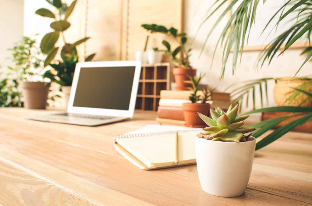 plantas feng shui lugar trabajo