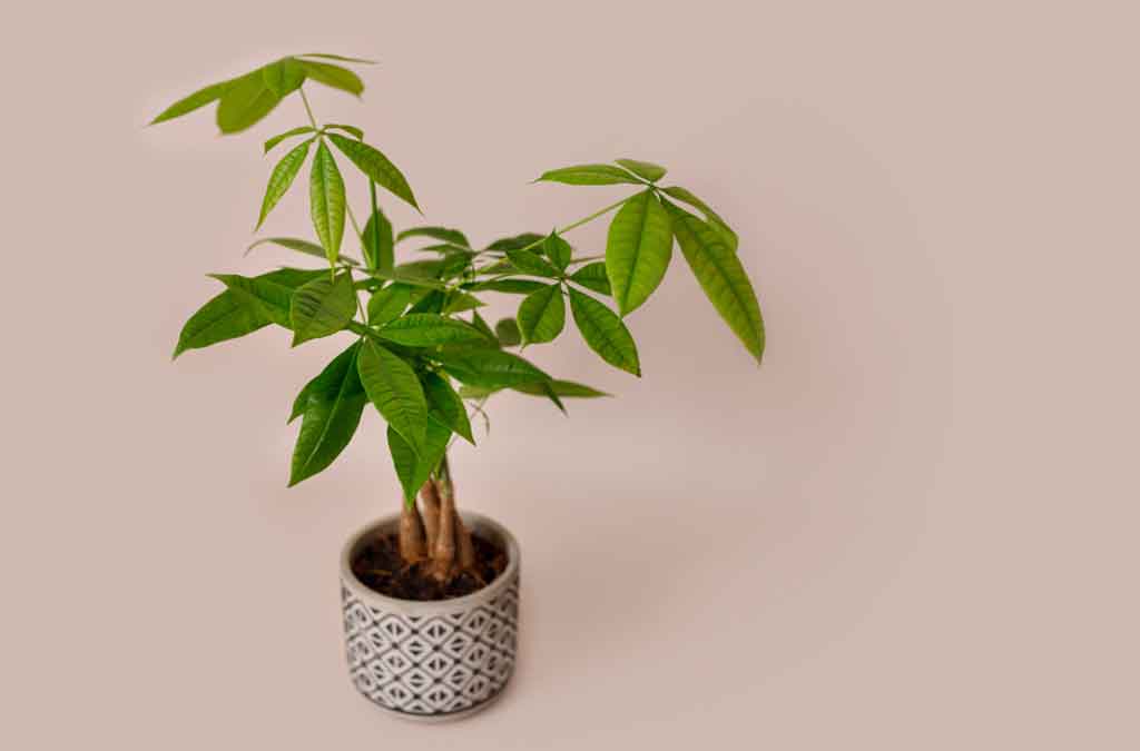 árbol del dinero activador feng shui