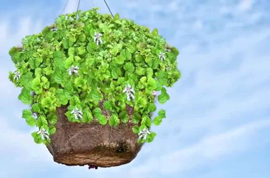 planta del dinero colgante