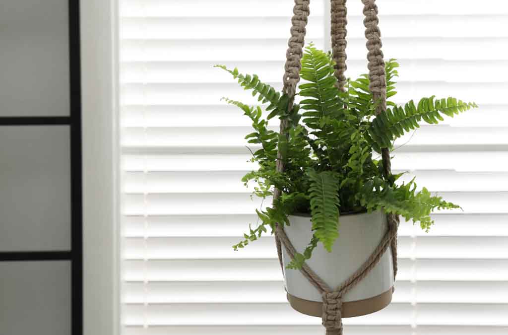 plantas feng shui colgantes para hogar