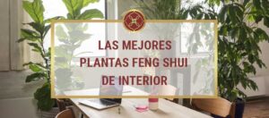 Feng Shui, plantas decorativas casa